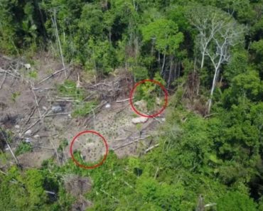 U PRAŠUMI DRONOM SNIMLJENO NEŠTO NEVEROVATNO! Nismo ni ZNALI da ONI postoje a sada je SVE JASNO! U PRAŠUMI DRONOM SNIMLJENO NEŠTO NEVEROVATNO! Nismo ni ZNALI da ONI postoje a sada je SVE JASNO!