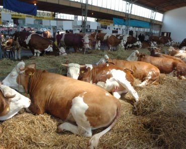 FENOMEN U PRNJAVORSKOM SELU MLINCI Domaćin Pero sa svojih 70 godina ne pamti da se ovakvo čudo ikad desilo! FENOMEN U PRNJAVORSKOM SELU MLINCI Domaćin Pero sa svojih 70 godina ne pamti da se ovakvo čudo ikad desilo!