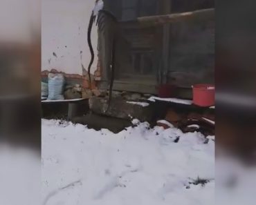 “STARIJI MEŠTANI KAŽU DA NE SLUTI NA DOBRO” Domaćin Miloje preplašen prizorom ispred kuće! Zloslutna prilika se ukazala u snegu u selu Kaona! (FOTO)