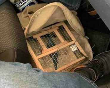 PENZIONER SRPSKIM CARINICIMA REKAO DA NEMA NIŠTA DA PRIJAVI, a onda su krenuli čudni zvuci ispod sedišta… (FOTO)