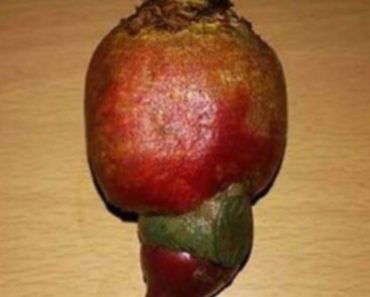 KOPAO JE CVEKLU U BAŠTI, PA DOŽIVEO ČUDO! Miloš nije mogao da veruje šta drži u SVOJIM RUKAMA! (FOTO)