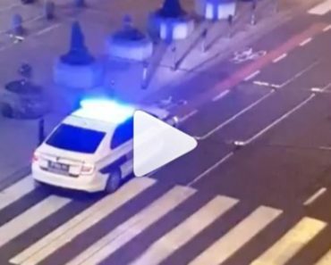 RIBA LAGANO ŠETALA PO CENTRU BG-a! Neko je snimio sa terase, SVI SE ŠOKIRALI NA ONO ŠTO SU URADILI POLICAJCI RIBA LAGANO ŠETALA PO CENTRU BG-a! Neko je snimio sa terase, SVI SE ŠOKIRALI NA ONO ŠTO SU URADILI POLICAJCI