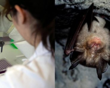 ŠOKANTNO, OTKRIVENA PRAVA ISTINA O VAKCINI PROTIV KORONE! Da li su teoretičari zavera BILI U PRAVU?