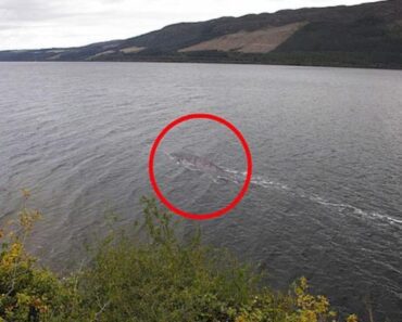 STAJAO JE NA OBALI I SLUČAJNO UHVATIO OVU SLIKU: Kada je video šta je na njoj, sledio se u mestu! (FOTO)