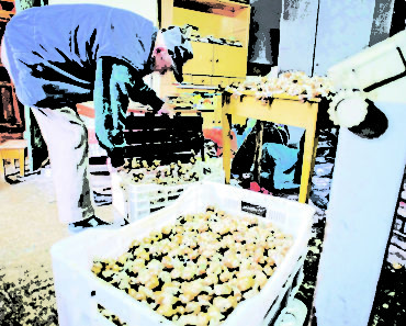 DNEVNA ZARADA I DO 5.000 DINARA Milojko iz Pančeva (42) razvio unosan biznis, nema ulaganja, a pare same mile