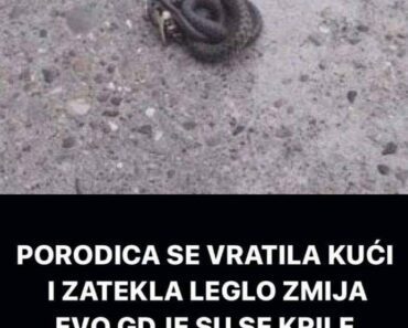 Porodica SE VRATILA kući I ZATEKLA LEGLO ZMIJA, evo GDE su se KRILE