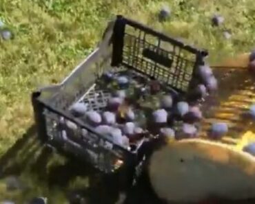 (VIDEO) ČUDNA SPRAVA ZALUDELA VOĆARE U SRBIJI! Nebojša ručno napravio JEDINSTVENU MAŠINU koja je spas za mnoge! (VIDEO) ČUDNA SPRAVA ZALUDELA VOĆARE U SRBIJI! Nebojša ručno napravio JEDINSTVENU MAŠINU koja je spas za mnoge!