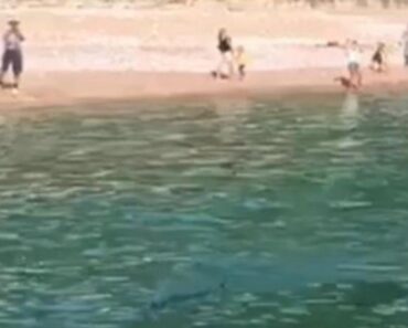 ONO ŠTO JE OVA PORODICA PRONAŠLA NA PLAŽI UĆI ĆE U ANALE! Da li je ovo moguće? (FOTO)