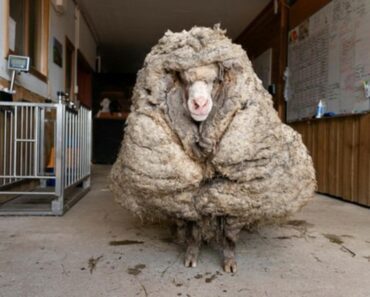 PRONAĐEN OVAN OBRASTAO SA 35 kg VUNE: Pogledajte na šta je ličio!