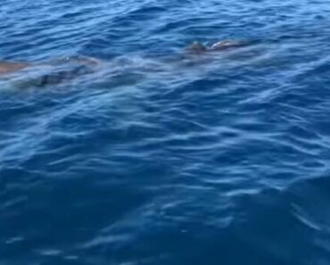 JEZIV PRIZOR SA OBALE ISTRE! Snimak izazvao STRAH i TREPET, pogledajte OVO!