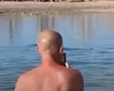 SRBIN ŽIKA SNIMIO AJKULE U PLIĆAKU U HURGADI: Ljudi u NEVERICI, apsolutni HOROR na plaži! (VIDEO) SRBIN ŽIKA SNIMIO AJKULE U PLIĆAKU U HURGADI: Ljudi u NEVERICI, apsolutni HOROR na plaži! (VIDEO)