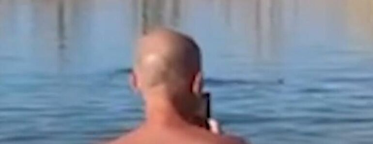 SRBIN ŽIKA SNIMIO AJKULE U PLIĆAKU U HURGADI: Ljudi u NEVERICI, apsolutni HOROR na plaži! (VIDEO)