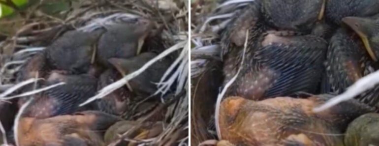 ČOVEK JE ODMAH PREKINUO BRANJE MALINA KAD JE VIDEO OVO: Snimak koji će vas TOTALNO raznežiti! (VIDEO)