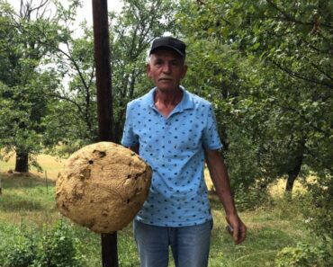 Dragoljubov rođak kosio, pa se ŠOKIRAO kad je ovo video u travi: Nestvarna scena kod Nove Varoši (FOTO)