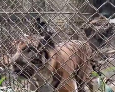 HOROR U ZOO VRTU: Mladić (20) upao u kavez TIGRA, nije mu bilo SPASA – gledajte na svoju ODGOVORNOSTI! (VIDEO) HOROR U ZOO VRTU: Mladić (20) upao u kavez TIGRA, nije mu bilo SPASA – gledajte na svoju ODGOVORNOSTI! (VIDEO)