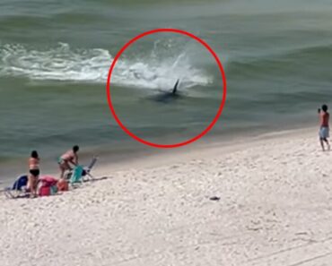 NEMAN se zaletela u plićak: Ljudi u ŠOKU bežali, nastala opšta panika na plaži (VIDEO) NEMAN se zaletela u plićak: Ljudi u ŠOKU bežali, nastala opšta panika na plaži (VIDEO)