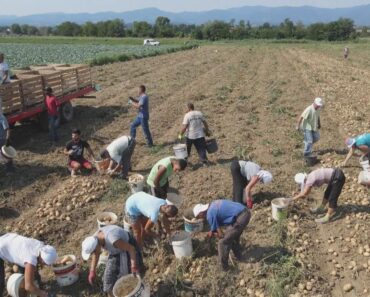 “DA IMAM JOŠ 50 VAGONA I TO BI PRODAO”: Dejan iz Zablaća otkriva za kojim srpskim POVRĆEM vlada OGROMNA POTRAŽNJA