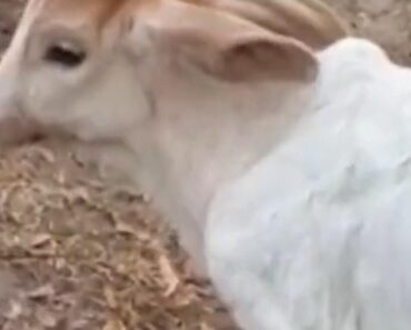SELJAK VIDEO ŠTA JE KRAVA OTELILA I SLEDIO SE OD ŠOKA: To STVORENJE ne bi trebalo da postoji (VIDEO)