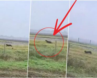 PO MREŽAMA SE ŠIRI PRIČA DA GA JE CRNI PANTER RASKOMADAO U VRBASU Nadležni HITNO REAGOVALI! PO MREŽAMA SE ŠIRI PRIČA DA GA JE CRNI PANTER RASKOMADAO U VRBASU Nadležni HITNO REAGOVALI!