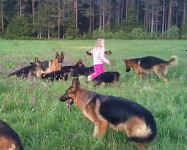 OPASNI VUČJACI OKRUŽILI DEVOJČICU, PA POTRČALI ZA NJOM: Ovaj snimak obišao je svet i to sa razlogom! (VIDEO)