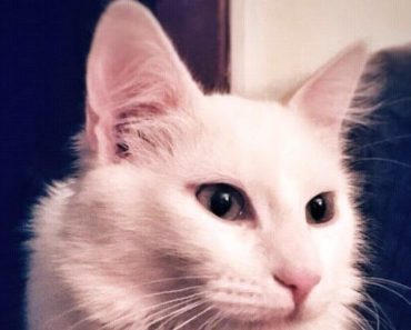 UKOLIKO VAM MAČKA DOĐE PRED PRAG I NE ŽELI DA ODE, TO IMA ZNAČENJE: Nešto od OVOGA može da vam se DESI