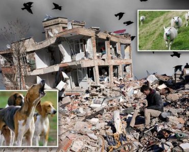 OVO PTICE RADE PAR SATI PRE ZEMLJOTRESA: Mnogi su tako znali da će UDARITI SNAŽAN POTRES (FOTO)