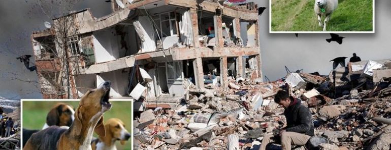 OVO PTICE RADE PAR SATI PRE ZEMLJOTRESA: Mnogi su tako znali da će UDARITI SNAŽAN POTRES (FOTO)