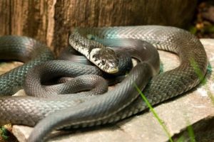 Zmije se ovoga strašno plaše! Uskoro kreće sezona hladnokrvnih reptila, a ovo morate da znate! Bežaće kao lude!