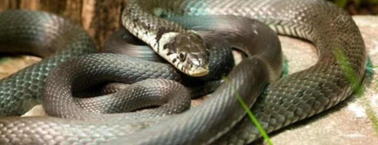 ZMIJA KOJU SRBI ZOVU ČUVARKUĆA IZLAZI SAMO U JEDNOM SLUČAJU: Zaledićete se kada čujete razlog njenog pojavljivanja!