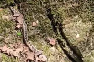 Šok prizor kod Aleksinca zaprepastio meštane! Ogromna zmijuga usred zime izašla na ulicu, a to ima JEZIVO ZNAČENJE