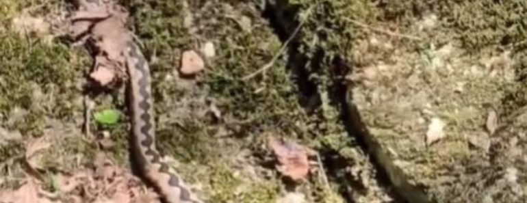 Evo zašto zmije ujedaju ljude: Nikada ne biste pogodili, a razlog je prilično zastrašujuć