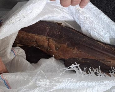 Šta se ovo desilo na Horgošu?! Carinici zanemeli kada su otvorili kombi – ljudi, ovo nije realno, kakva zaplena! Šta se ovo desilo na Horgošu?! Carinici zanemeli kada su otvorili kombi – ljudi, ovo nije realno, kakva zaplena!