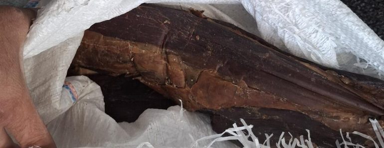 Šta se ovo desilo na Horgošu?! Carinici zanemeli kada su otvorili kombi – ljudi, ovo nije realno, kakva zaplena!