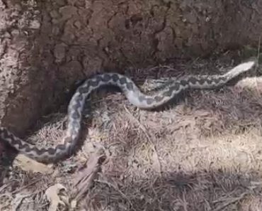 Ako osetite ovaj miris u kući, verovatno se u blizini krije zmija otrovnica! Ako osetite ovaj miris u kući, verovatno se u blizini krije zmija otrovnica!