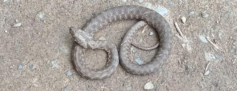 Zmije se ovoga užasno plaše: Samo ga stavite u dvorište, pobeći će glavom bez obzira