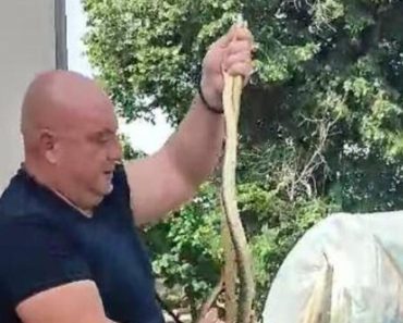 Uhvaćena džinovska zmijurina kod Leskovca! Ovakva zver nije viđena – ljudi, pogledajte samo šta je ovo (VIDEO)