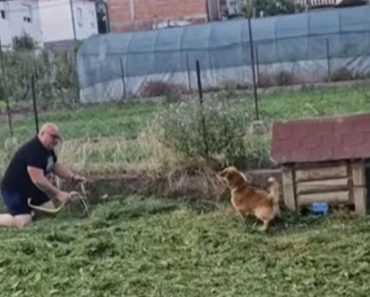 Pas u Srbiji nanjušio leglo zmija: Šok usledio kada su pogledali iza njegove kućice, pogledajte šta je IZVUČENO!