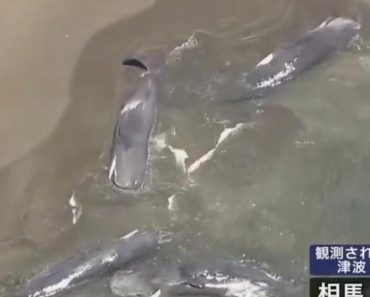 PRIZORI OD KOJIH SUZE SAME KREĆU! Pogledajte šta se desilo sa KITOVIMA nakon CUNAMIJA, sve se prenosilo UŽIVO VIDEO