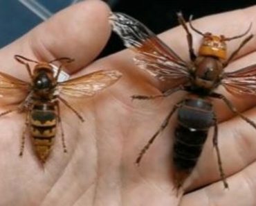 Ako vas ubode stršljen, odmah uradite ovo i možete sebi spasiti život: Mnogo ljudi ne zna za ovu stvar Ako vas ubode stršljen, odmah uradite ovo i možete sebi spasiti život: Mnogo ljudi ne zna za ovu stvar