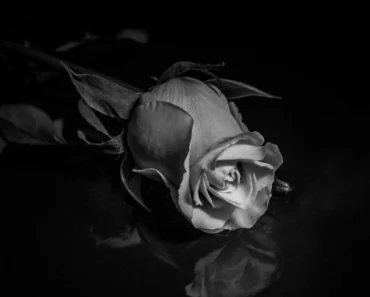 Umro legendarni srpski glumac (77) Umro legendarni srpski glumac (77)