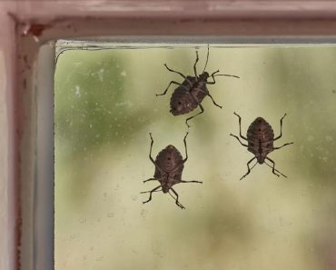 POMEŠATAJU OVO U ČINIJU I SMRDIBUBE SE VIŠE NIKADA NEĆE POJAVITI! Invazija NAPASTI JE u JEKU, SPAS JE U… POMEŠATAJU OVO U ČINIJU I SMRDIBUBE SE VIŠE NIKADA NEĆE POJAVITI! Invazija NAPASTI JE u JEKU, SPAS JE U…