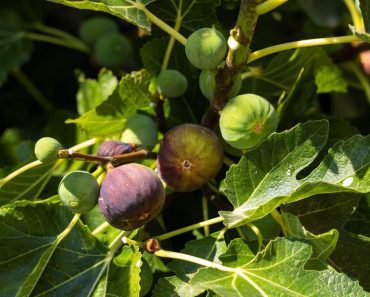 Kad jedete smokvu uopšte ne jedete voće! Ona je skup ovih gadnih stvari, da vam pozli, i ne pričamo o osama