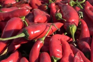 Crvena paprika hitno povučena iz prodaje: Sadrži otrov – Evo gde se prodaje