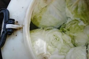 Bugarski trik za savršen kiseli kupus: Dodaju šaku ovoga i nikada im se ne kvari!