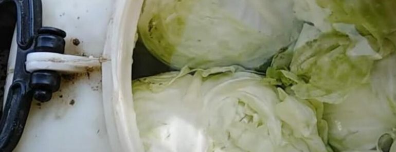 Bugarski trik za savršen kiseli kupus: Dodaju šaku ovoga i nikada im se ne kvari!