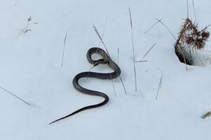 ZMIJA SE IZMIGOLJILA IZ SNEGA U KURŠUMLIJI, NARODNO VEROVANJE KAŽE DA JE TO JAKO, ALI JAKO LOŠE! Desiće se…