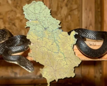 Horor u Srbiji: Zmija upala u dom jedne porodice – Ono što je usledilo ledi krv u žilama (VIDEO)