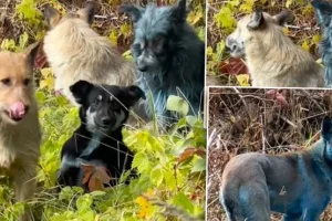 (VIDEO) Šokante slike iz Černobilja uzbunile svet: Pogledajte šta se sada pojavilo – Pa ovo je JEZIVO!