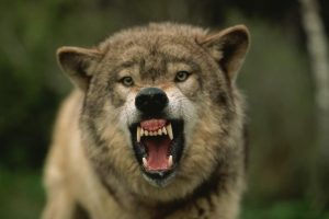 Dolaze nam „vučji dani“: Naš narod od davnina veruje da ovo nikako ne treba da se radi, inače vam se ne piše dobro