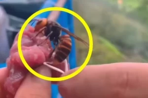 STRŠLjENOVI UBICE! Otac i sin preminuli u užasnim bolovima – tela im bila krvava od uboda!